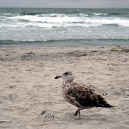 Strand von Atlantic City